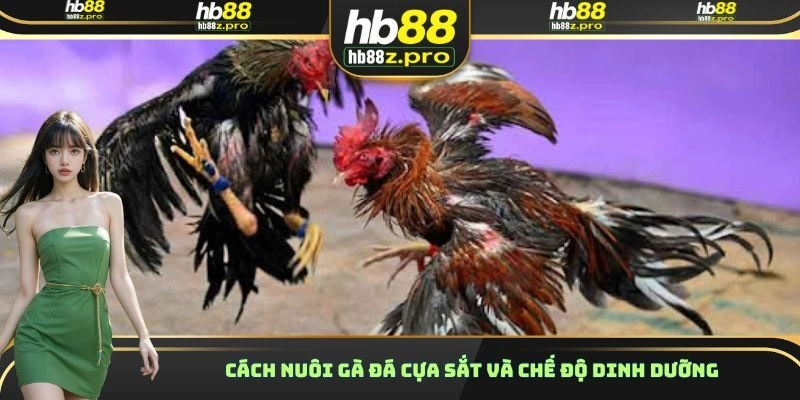 Cách nuôi gà đá cựa sắt và chế độ dinh dưỡng