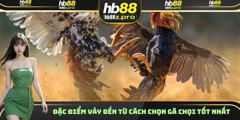 Đặc điểm vảy đến từ cách chọn gà chọi tốt nhất