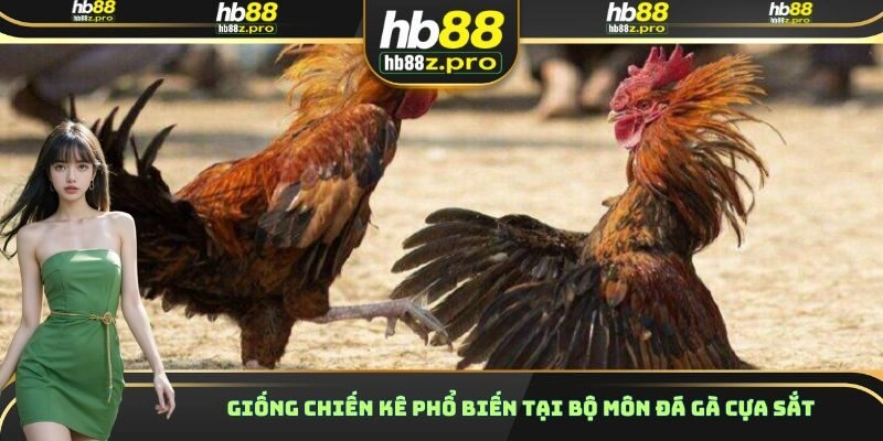 Giống chiến kê phổ biến tại bộ môn đá gà cựa sắt