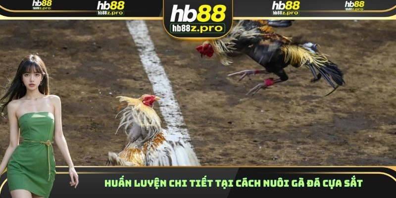 Huấn luyện chi tiết tại cách nuôi gà đá cựa sắt