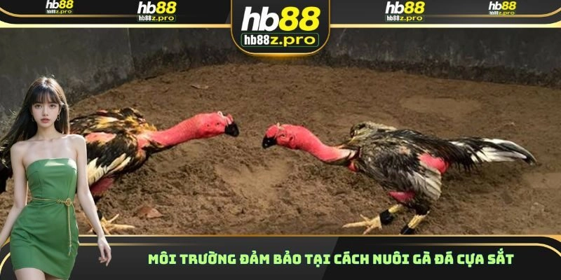 Môi trường đảm bảo tại cách nuôi gà đá cựa sắt