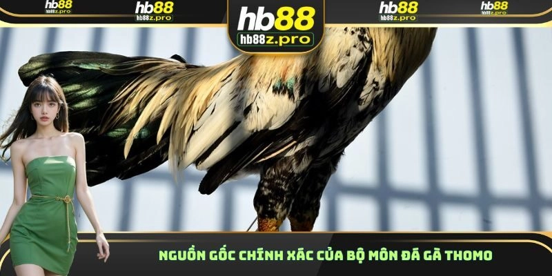 Nguồn gốc chính xác của bộ môn đá gà Thomo